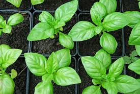 Benefits of Polymer – Agriculture