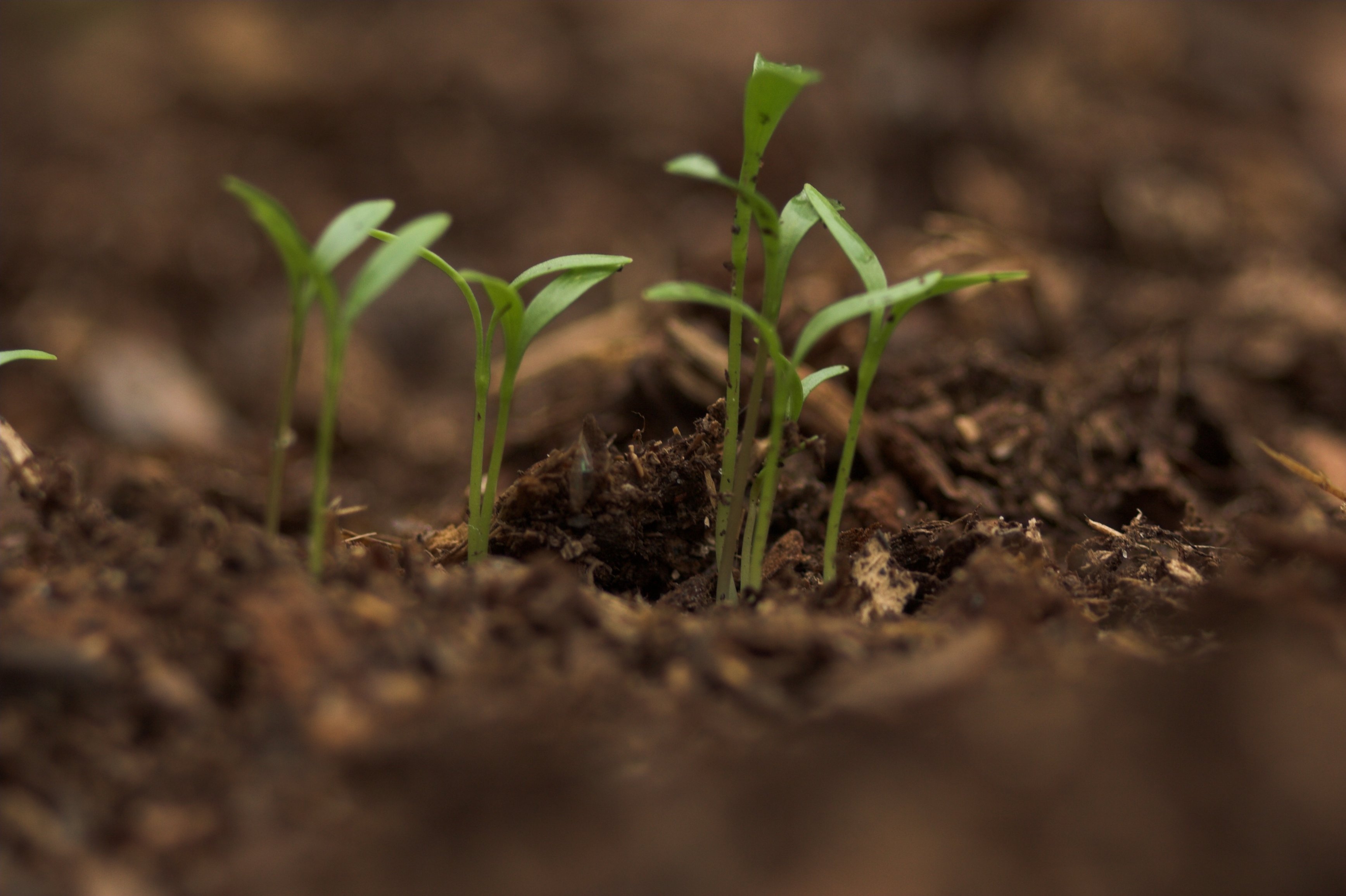 Hyrdo-Seeding or Hydro-Mulching?