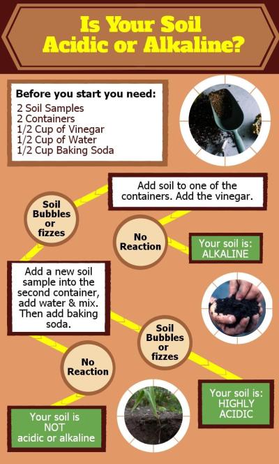 Is Your Soil Acidic or Alkaline