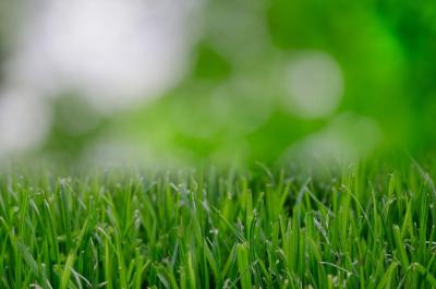 Super Absorbent Polymer Hydrogels: A Smart Solution for Water-Efficient Turf