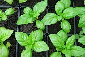 Benefits of Polymer – Agriculture