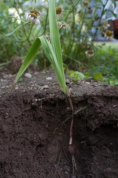 Is My Soil To Compacted?