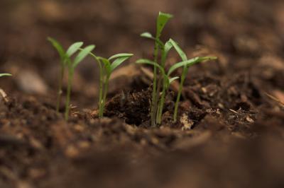 Hyrdo-Seeding or Hydro-Mulching?