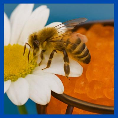 Flora Gel Ant Baits: A Smarter Way to Target Invasive Ants