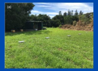 Bee-Safe Pest Control: What Research Says About Using Flora Gel in Ant Management