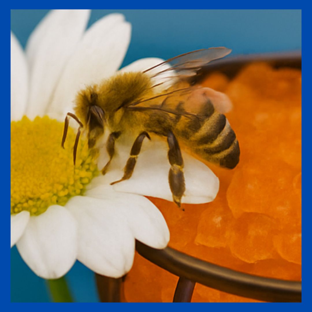 Flora Gel Ant Baits: A Smarter Way to Target Invasive Ants