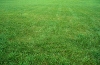 lawn_3